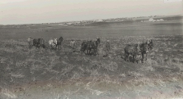 החריש הראשון באדמת נתניה, פברואר 1929